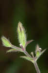 Bladder campion